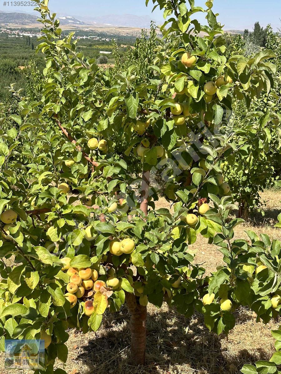 YOLLU 2172 m2 SULU TARIM KAYISI ELMA BAHÇESİ