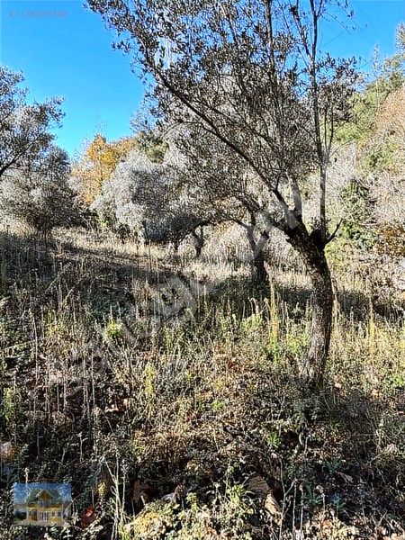 İZMİR KİRAZ DA ZEYTİNLİK 1.738 m2