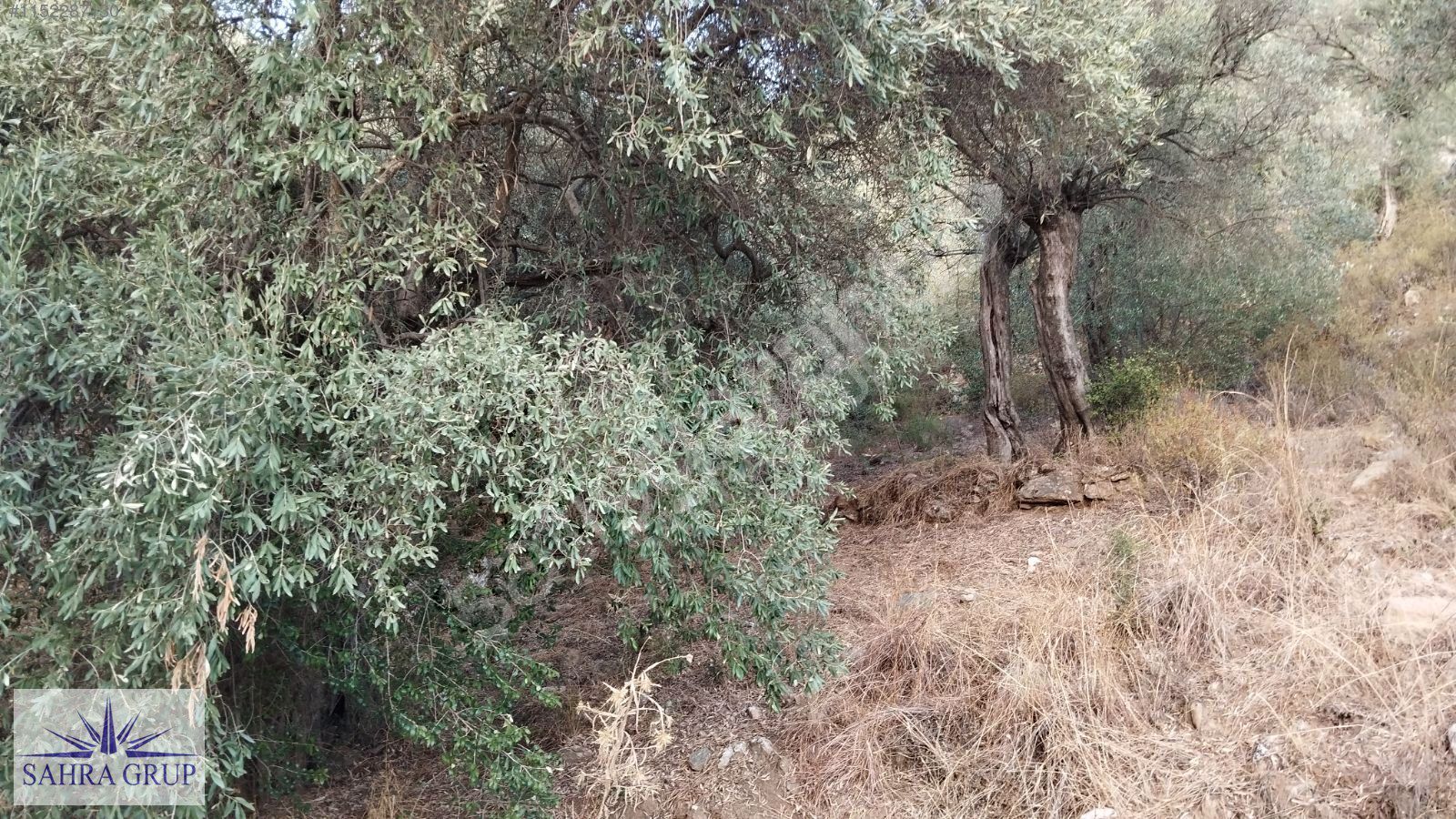 EKİNDERE'DE İZMİR BODRUM YOLUNA 500m MESAFEDE 1200²m ZEYTİNLİK