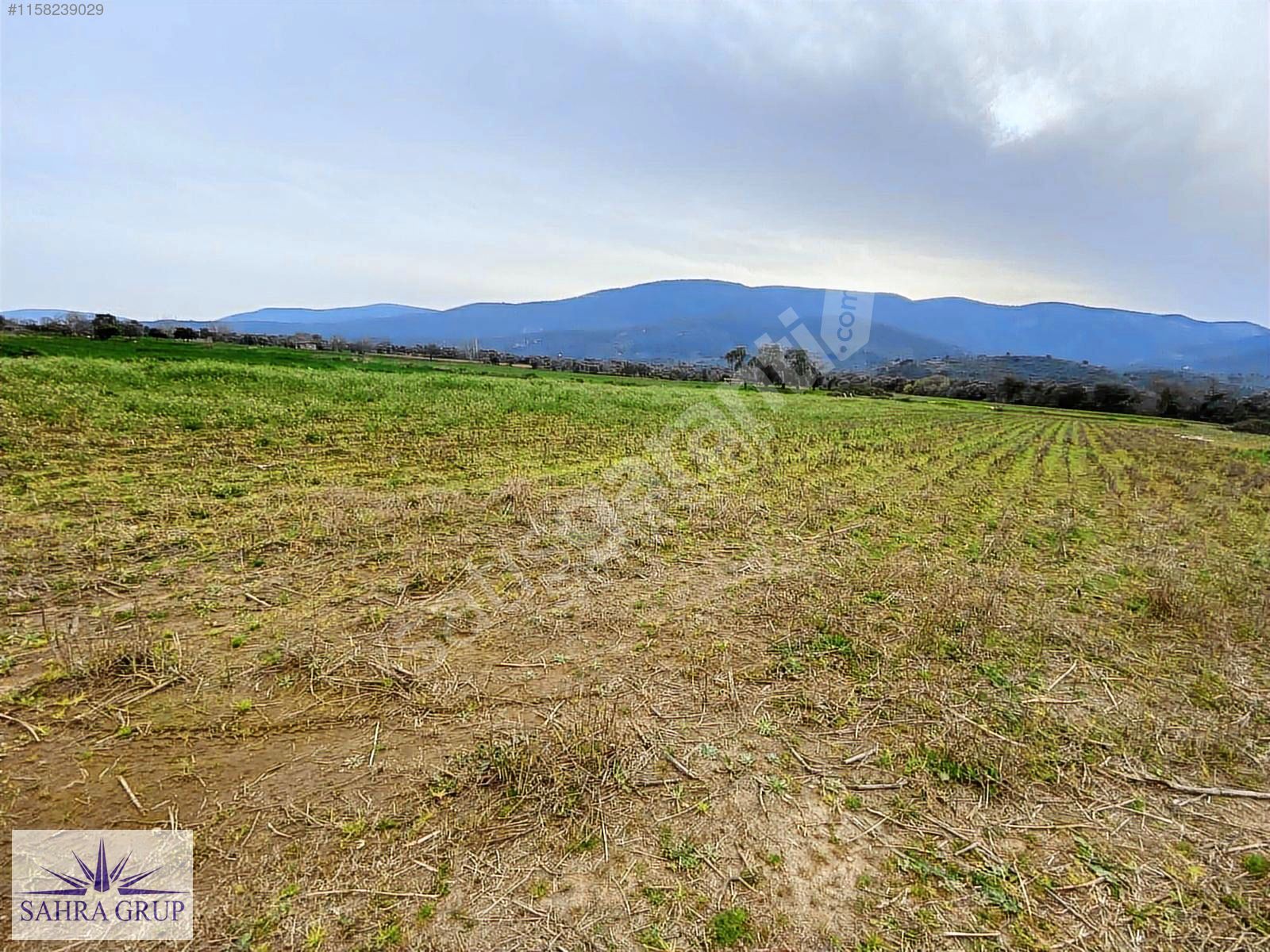 ŞOOK ŞOOK MİLAS OVASINDA MUHTEŞEM KONUMDA 2750m² TARLA !!!