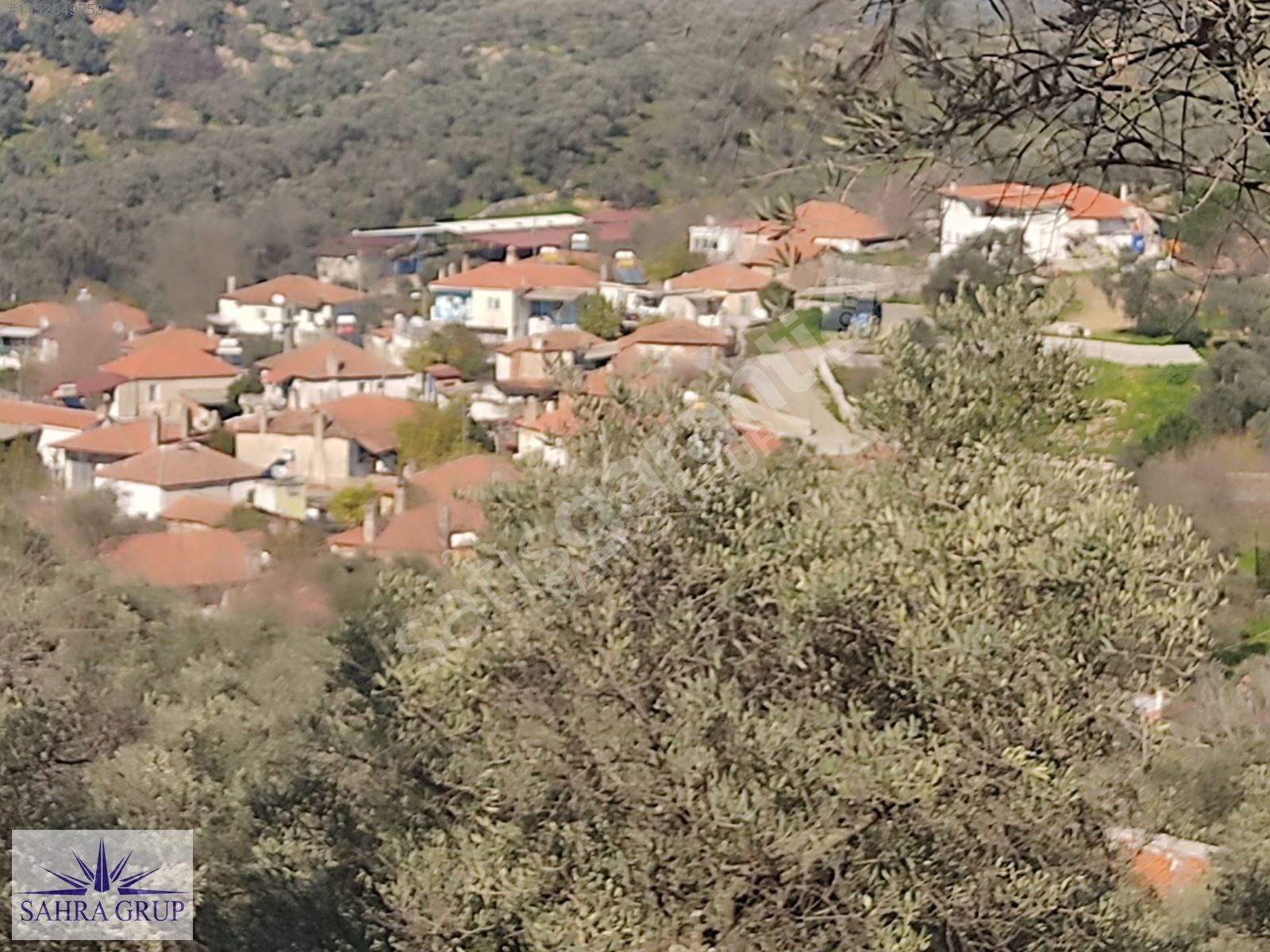 MİLAS EĞRİDERE'DE KÖY İÇİNDE 4460m² MUHTEŞEM KONUMDA ZEYTİNLİK