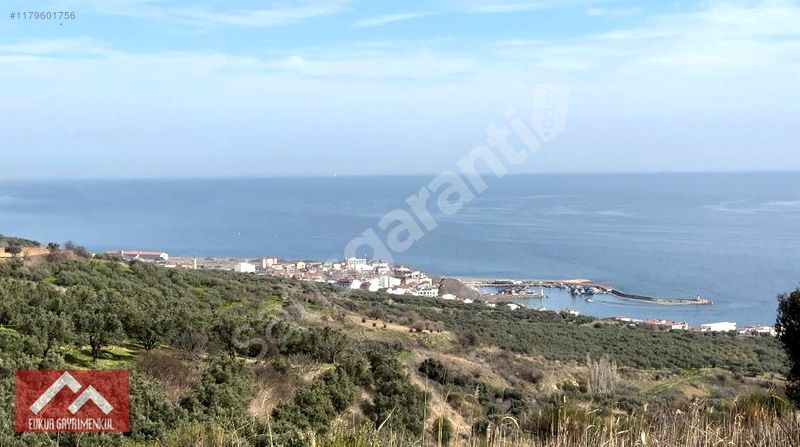 FULL DENİZ MANZARALI 5.700 M2 RESMİ YOLU OLAN ZEYTİNLİK