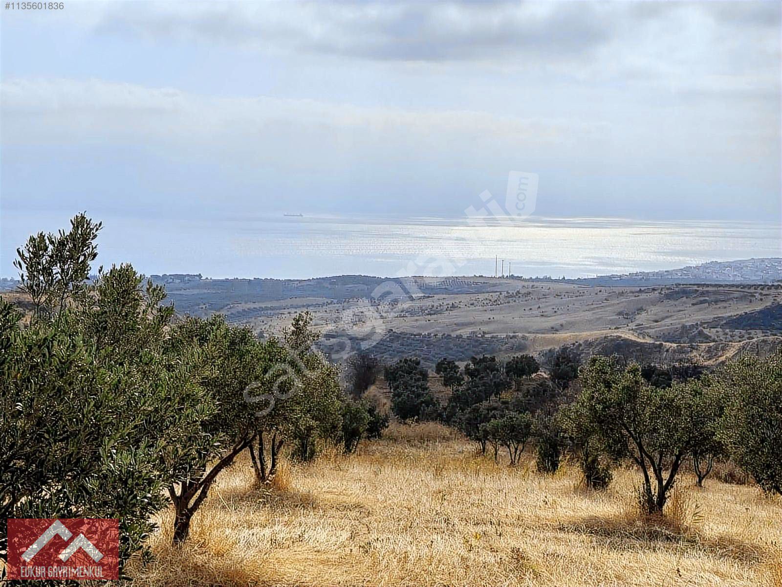 FULL DENİZ MANZARALI İMARLI 5.640 m2 ZEYTİNLİK