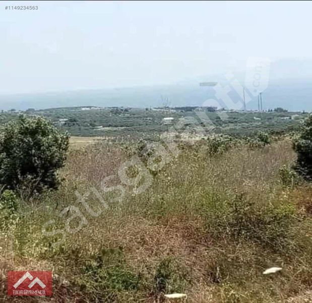 ERİKLİCEDE RESMİ YOLA CEPHE 1426m ZEYTİNLİK FULL DENİZ MANZARALI