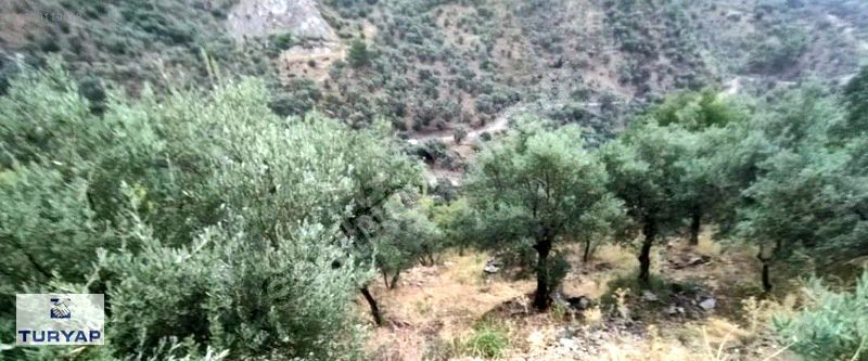 TURYAP'tan SEFERİHİSAR MERKEZE YAKIN SATILIK 18.000 m² ZEYTİNLİK