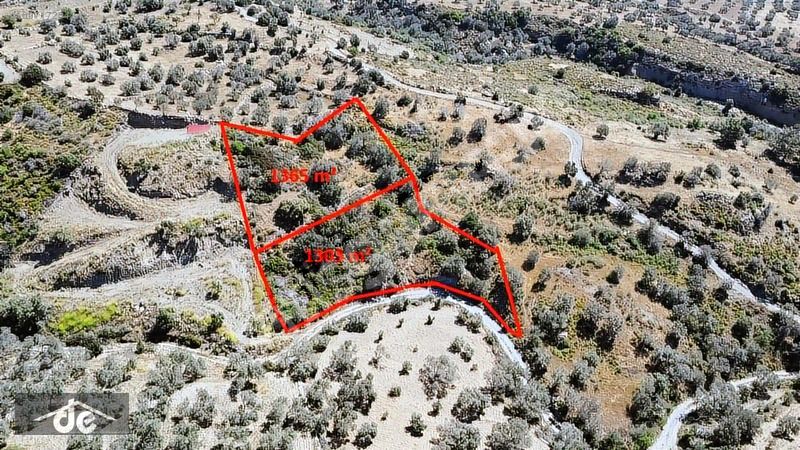 Datça Cumalı mahallesinde zeytinlik