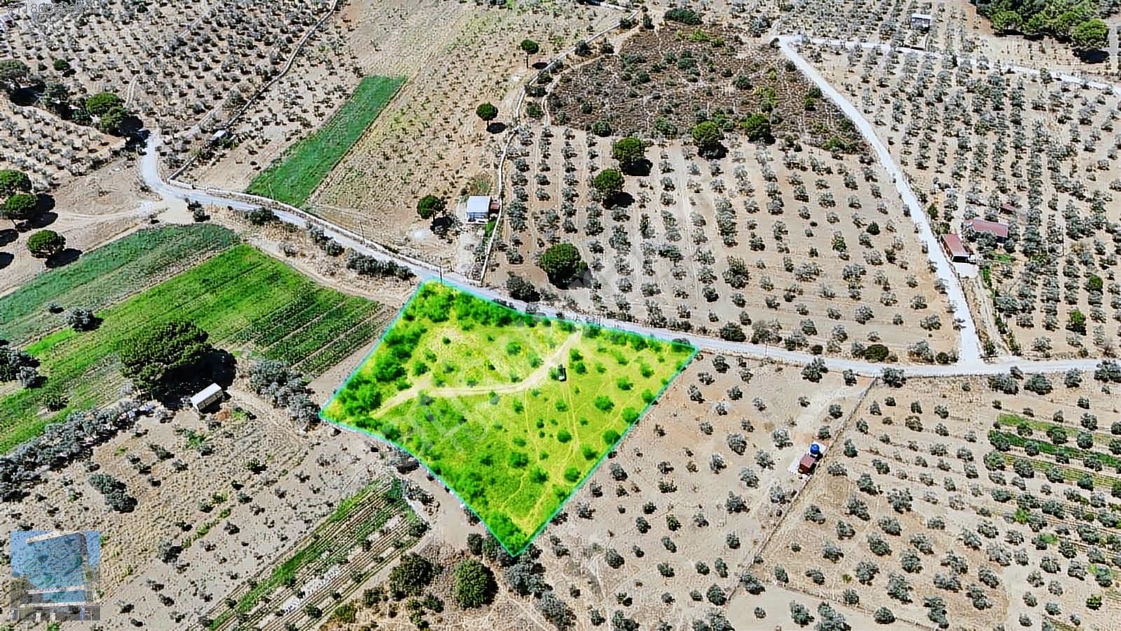 Torbalı'da Satılık 3622 m2 Fırsat Tarla ve Zeytinlik
