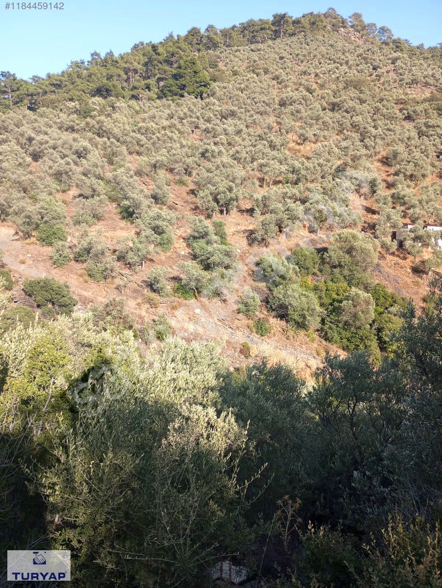 Müstakil Tapulu Zeytinlik