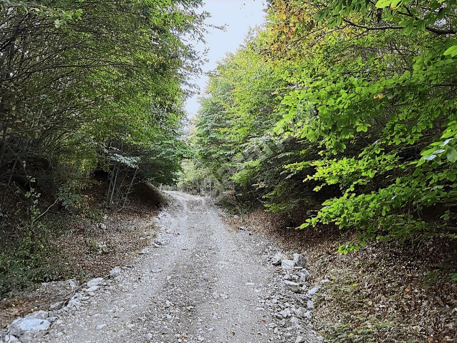 Şile Çengilli Mahallesi 3055 m2 Orman Kenarı Tarla