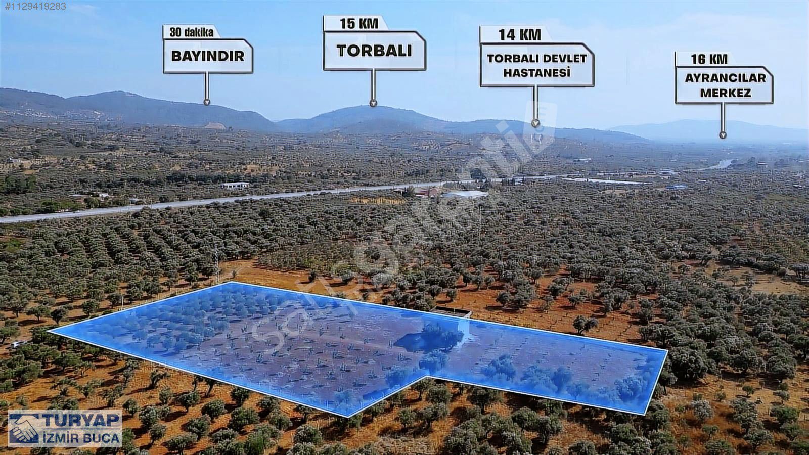 Turyap'tan Torbalı Dağkızılca'da Satılık 10 Dönüm Zeytinlik