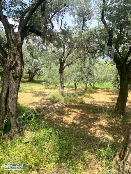 Turyap'tan Torbalı Dağkızılca'da Satılık 2.084m2 Zeytinlik