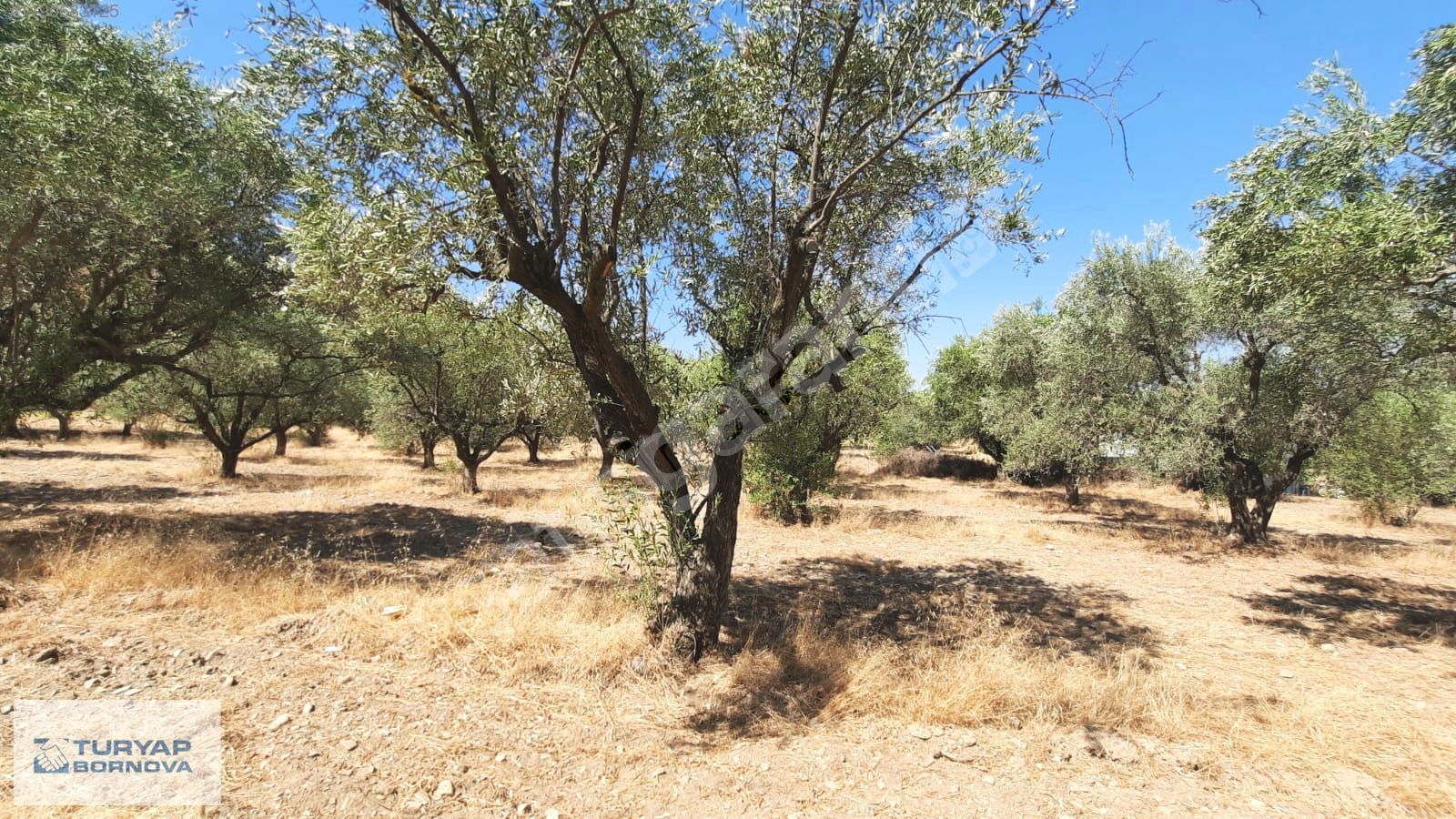 Manisa Turgutlu Avşar'da 300 M2 Satılık Arsa