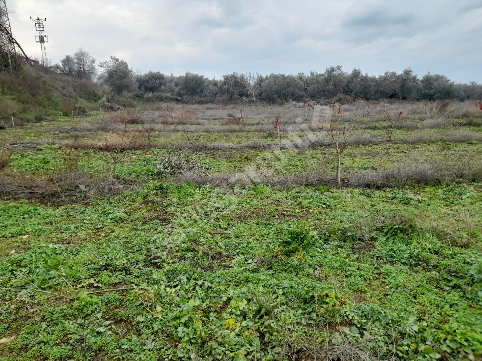 Kemalpaşa Bağyurdu İmar Sınırına Yakın 4500 m2 Satılık Arazi