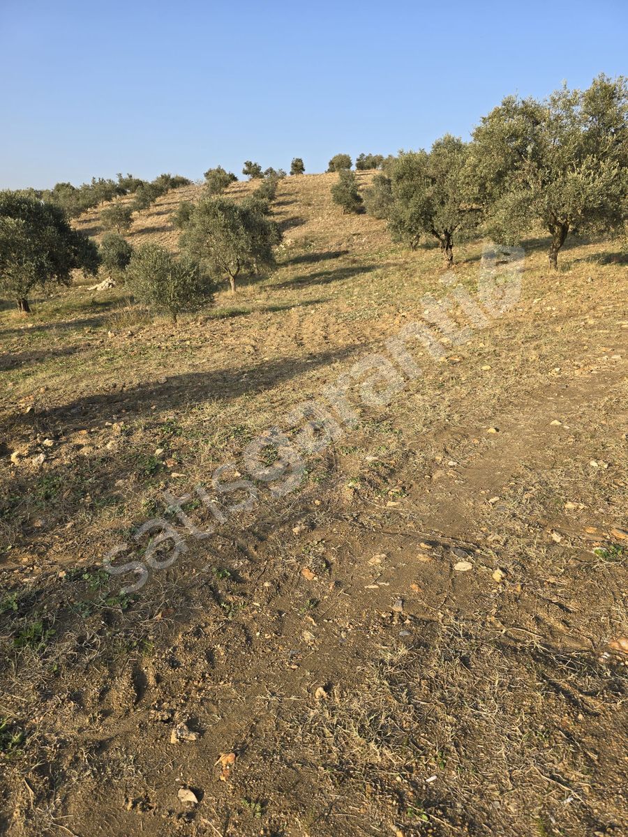 satılık zeytinlik