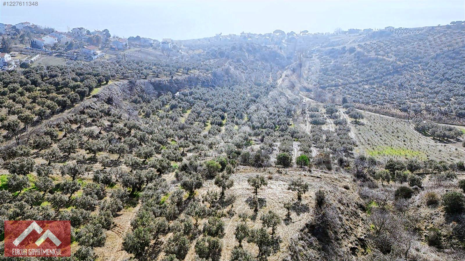 AŞAĞIKALAMIŞ'TA 1.762 M2 KADASTRO YOLU OLAN ZEYTİNLİK