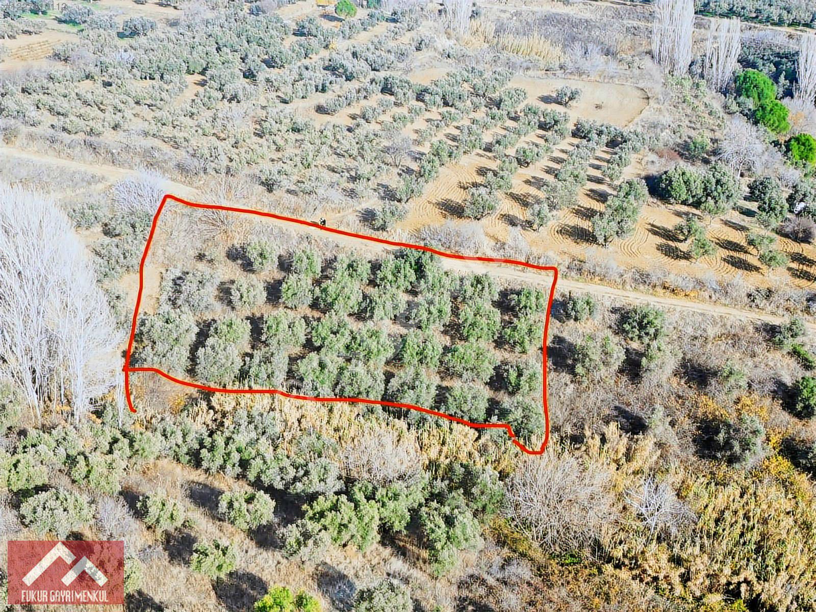 DENİZ MANZARALI 1.650 M2 ZEYTİNLİK İĞDEBAĞLARINDA
