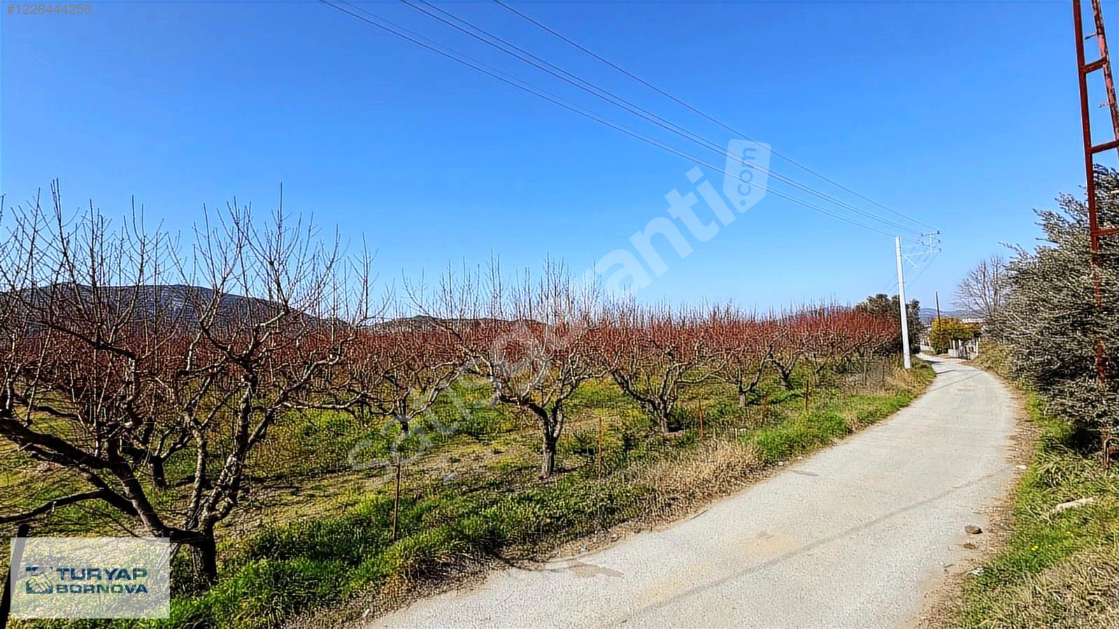 İzmir Selçuk Cumhuriyet mah. Satılık 11.740 m2 Şeftali Bahçesi