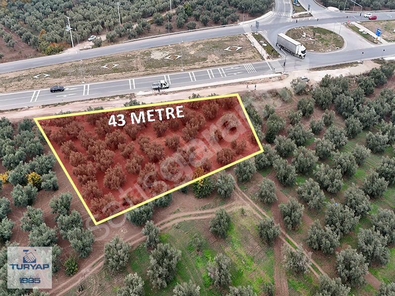 Bursa Gemlik Yol Kenarı Satılık Müstakil Tek Tapulu Zeytinlik