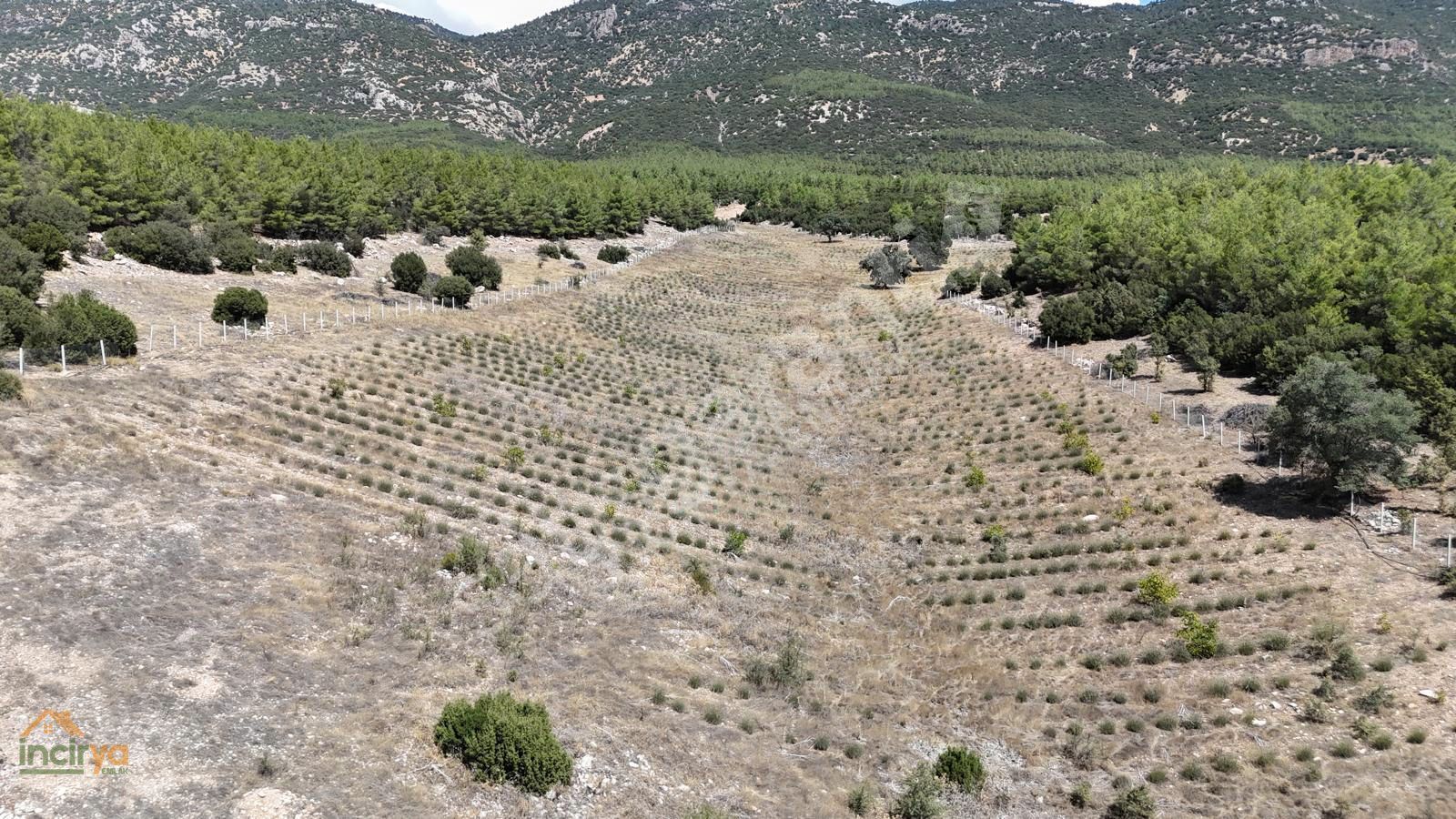 ACIPAYAM KUMAVŞARINDA ETRAFI ÇEVRİLİ 24.671m2 LAVANTA BAHÇESİ