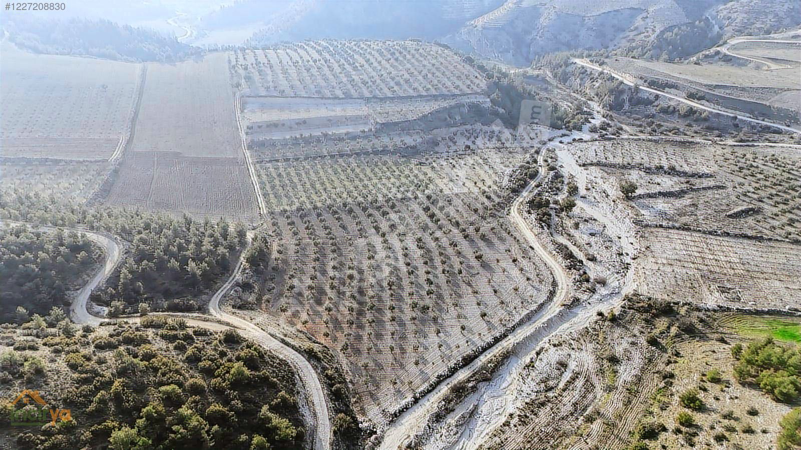 İNCİRYADAN PAMUKKALE AKKÖYDE RESMİ YOLU OLAN 12.500m2 ZEYTİNLİK