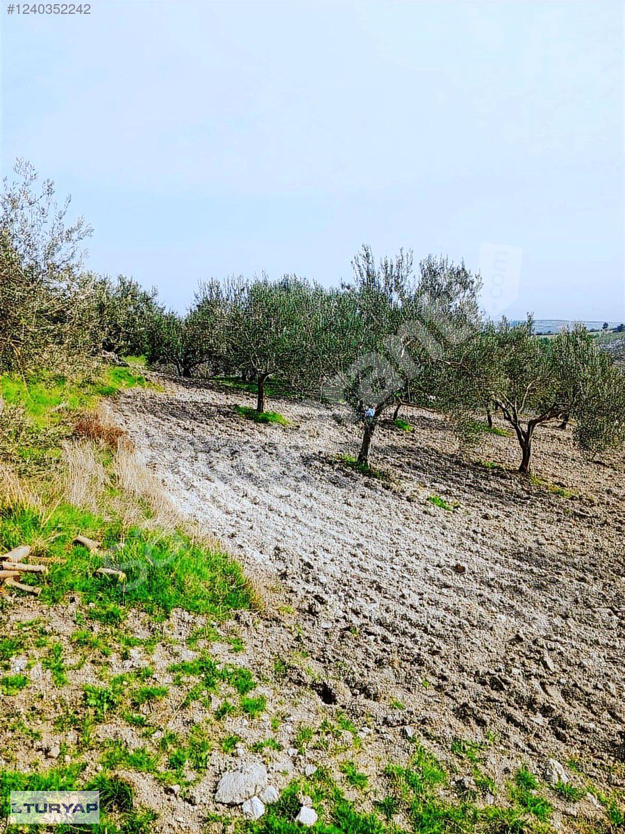 İZMİR / KINIK / ARPASEKİ KÖYÜNDE 26.000 M2 SATILIK TARLA