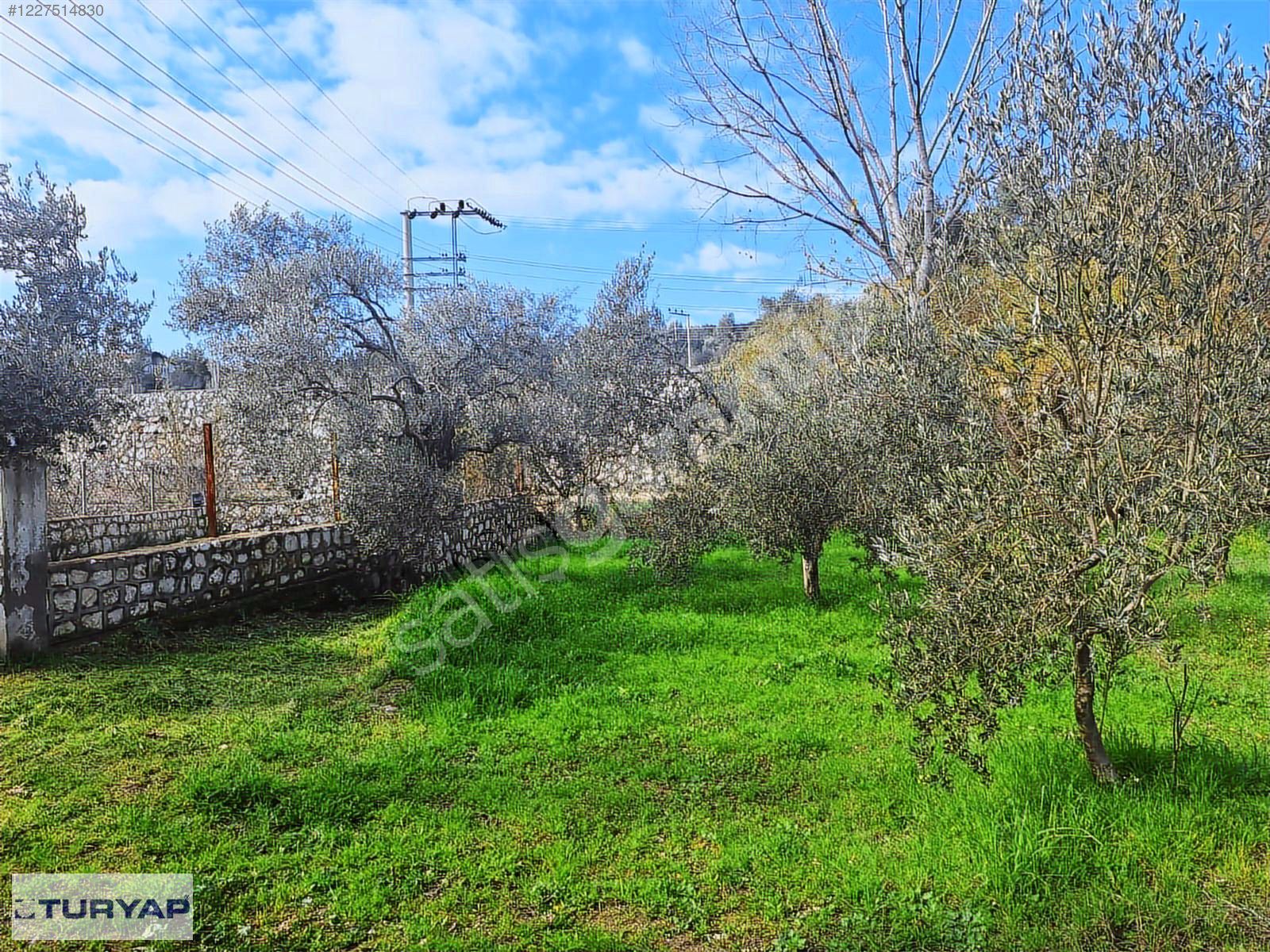 BUCA KAYNAKLAR YOLU ÜZERİNDE 1,983 M2 ETRAFI ÇEVRİLİ ZEYTİNLİK