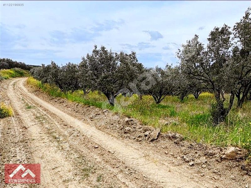 HOŞKÖY FENER DE DENİZ MANZARALI 1.700 m2 ZEYTİNLİK