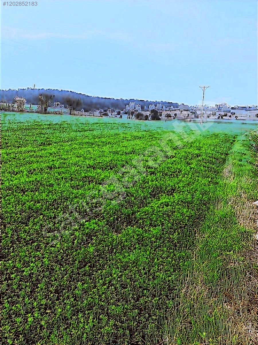 YAĞIZLAR GAYRİMENKULDEN ÇİFTLİK YAPIMINA UYGUN 15.605.74 M2 TARL
