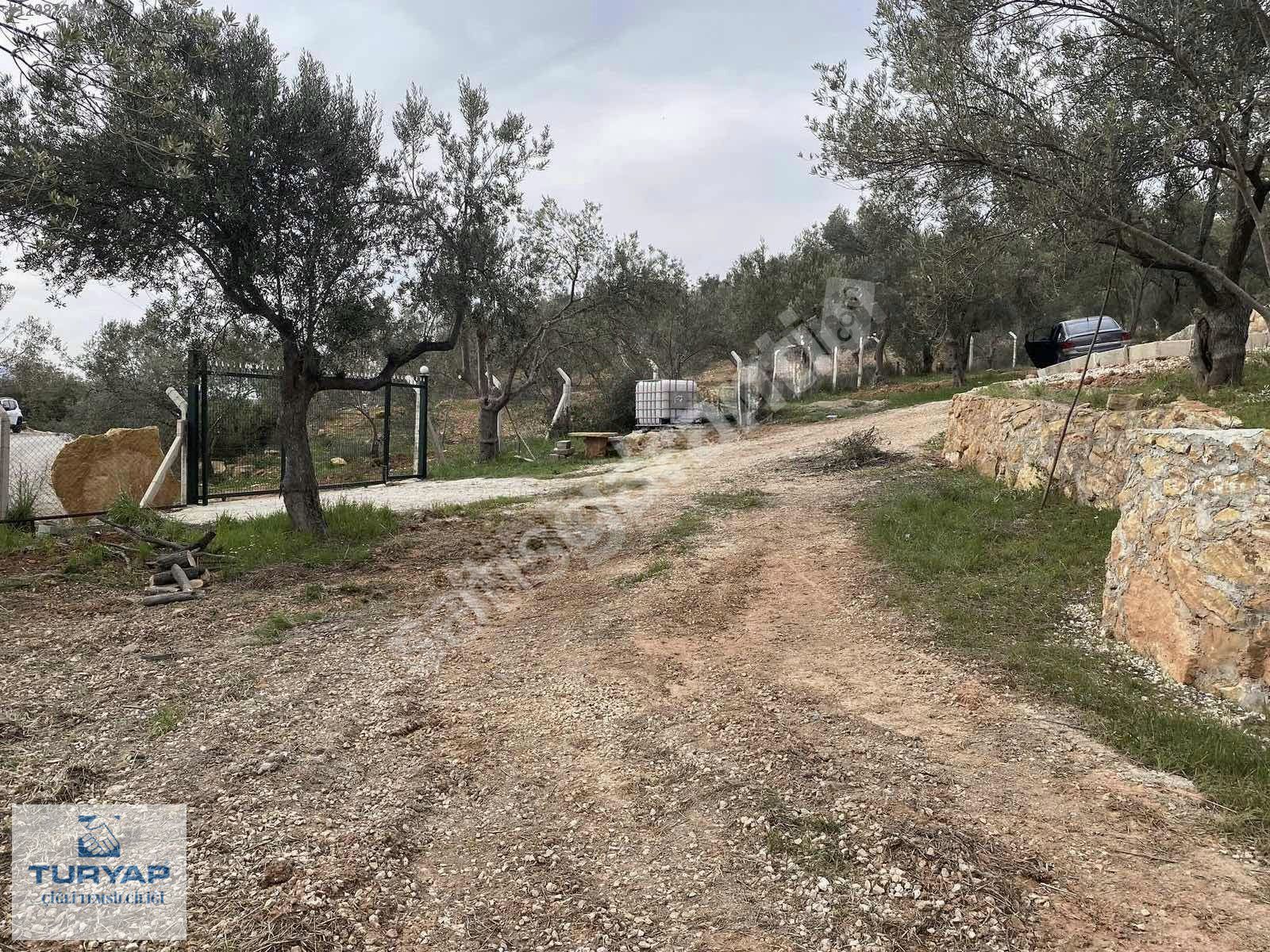 İzmir Bergama Zeytindağ Mahallesi'nde Satılık Zeytinlik