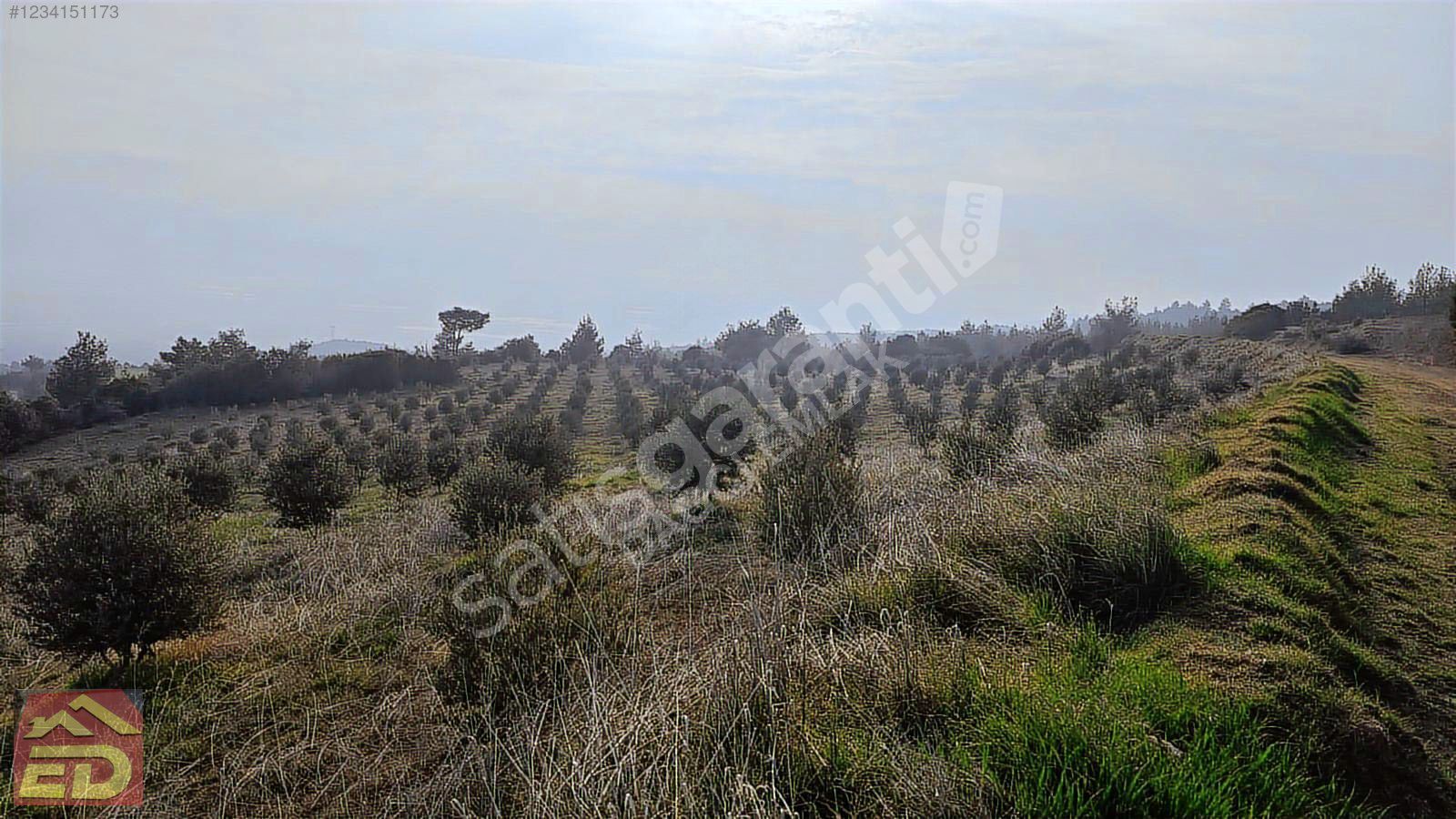 DAĞCI EMLAK BULDAN BÖLMEKAYA SATILIK 16840 M2 ZEYTİNLİK