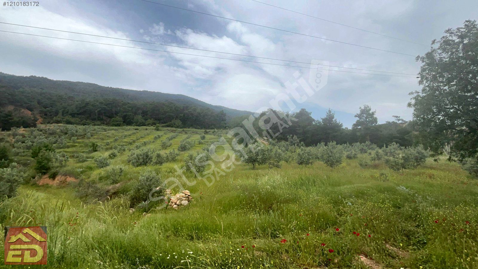 DAĞCI EMLAK BULDAN BÖLMEKAYADA SATILIK 24000 M2 ZEYTİN BAHÇESİ