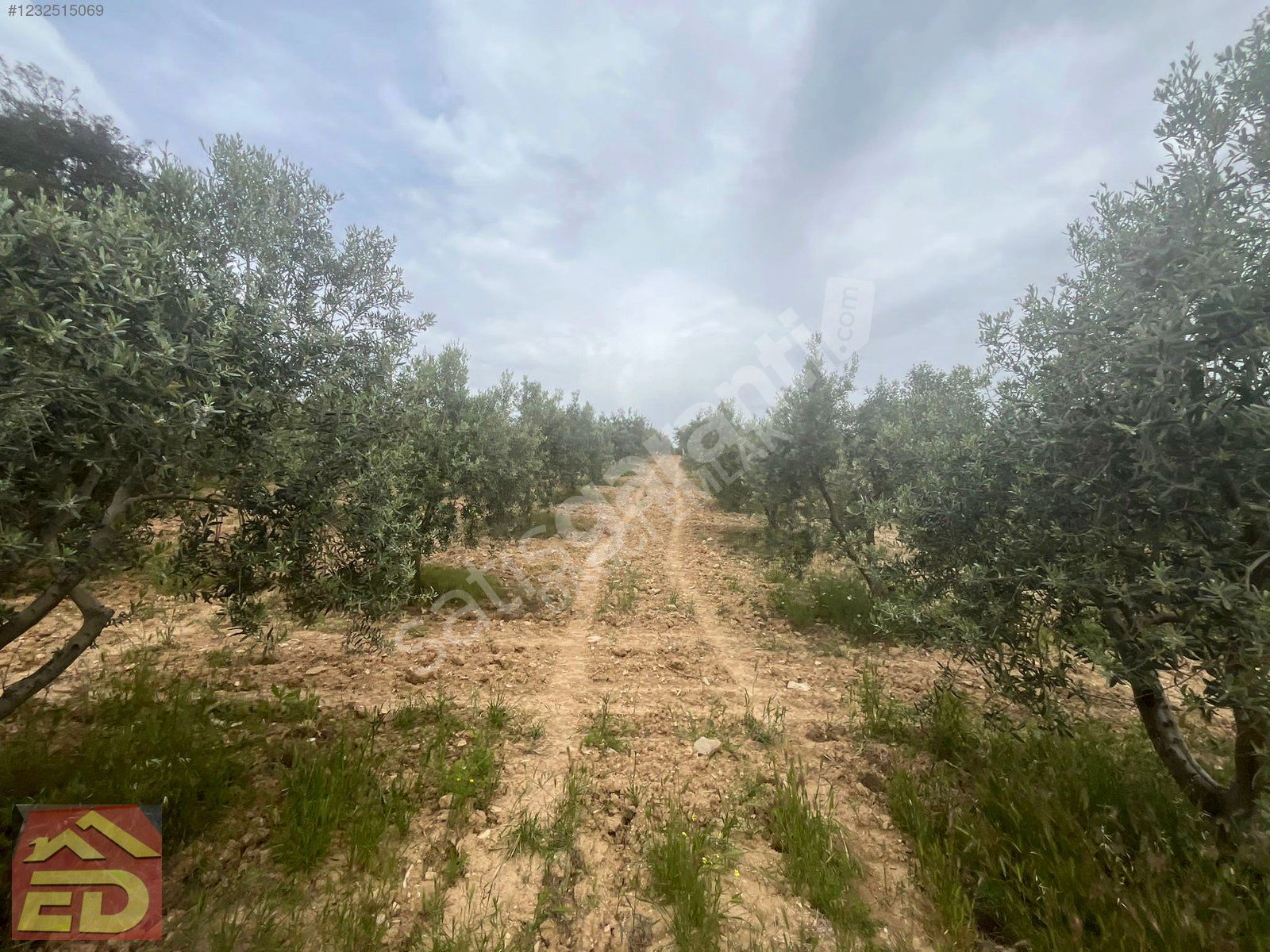 DAĞCI EMLAK BULDAN BÖLMEKAYA MAH SATILIK 22975 M2 ZEYTİNLİK