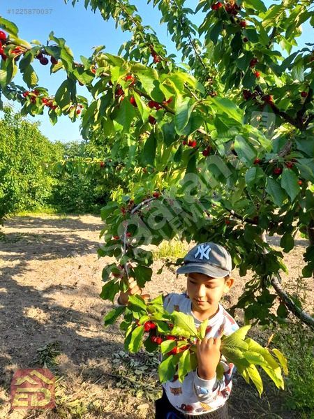 DAĞCI EMLAK BOZKURT ÇAMBAŞI MEVKİ SATILIK KİRAZ BAHÇESİ VE EV