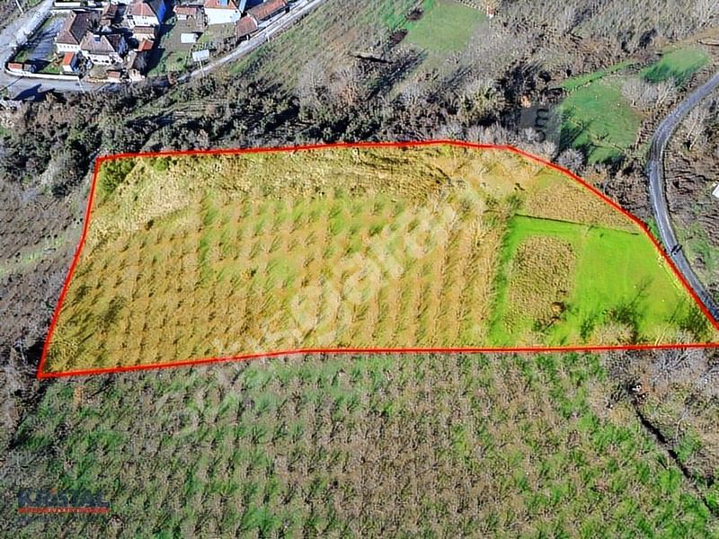 DÜZKENT'DEN KEMERKASIMDA YERLEŞİK ALAN İÇİNDE FINDIK TARLASI