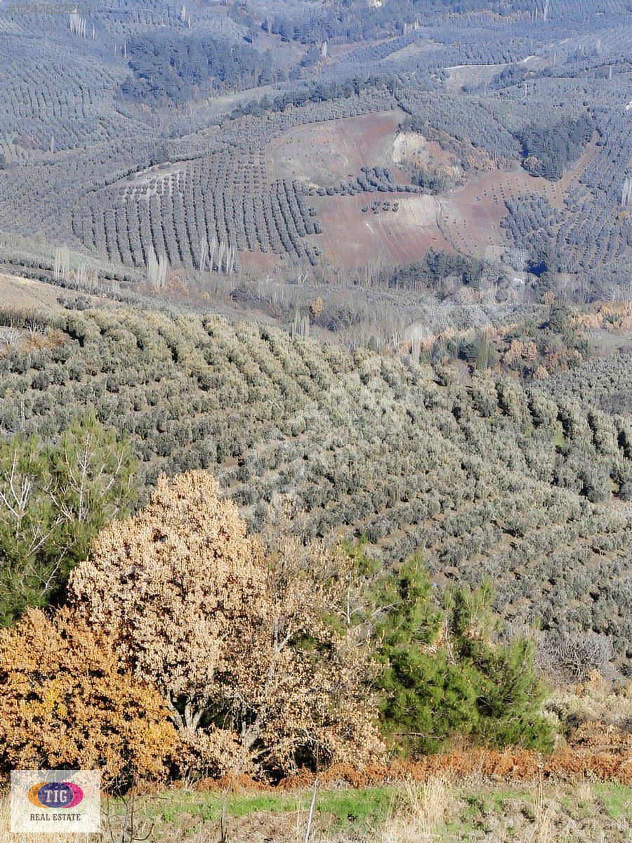 TEK İŞİM GAYRİMENKUL'DEN OSMANGAZİ SEÇKÖY' DE FIRSAT TARLA