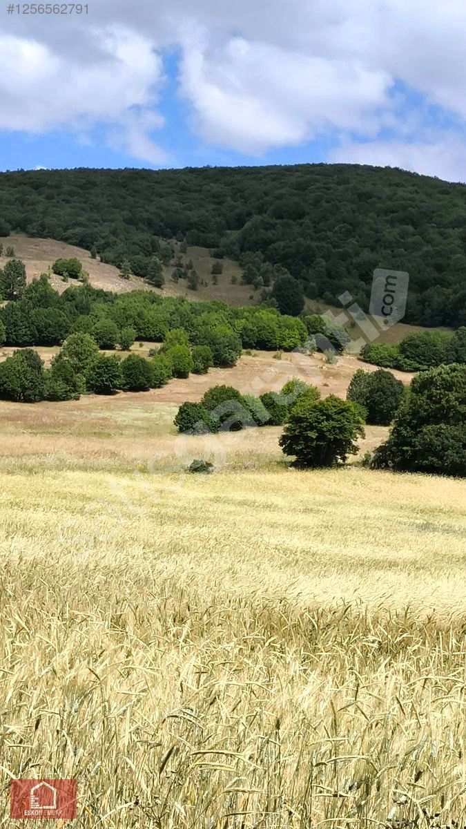 Satılık TARLA 6800 m2 Tokat PAZAR Tepeçaylı köyü Satılık