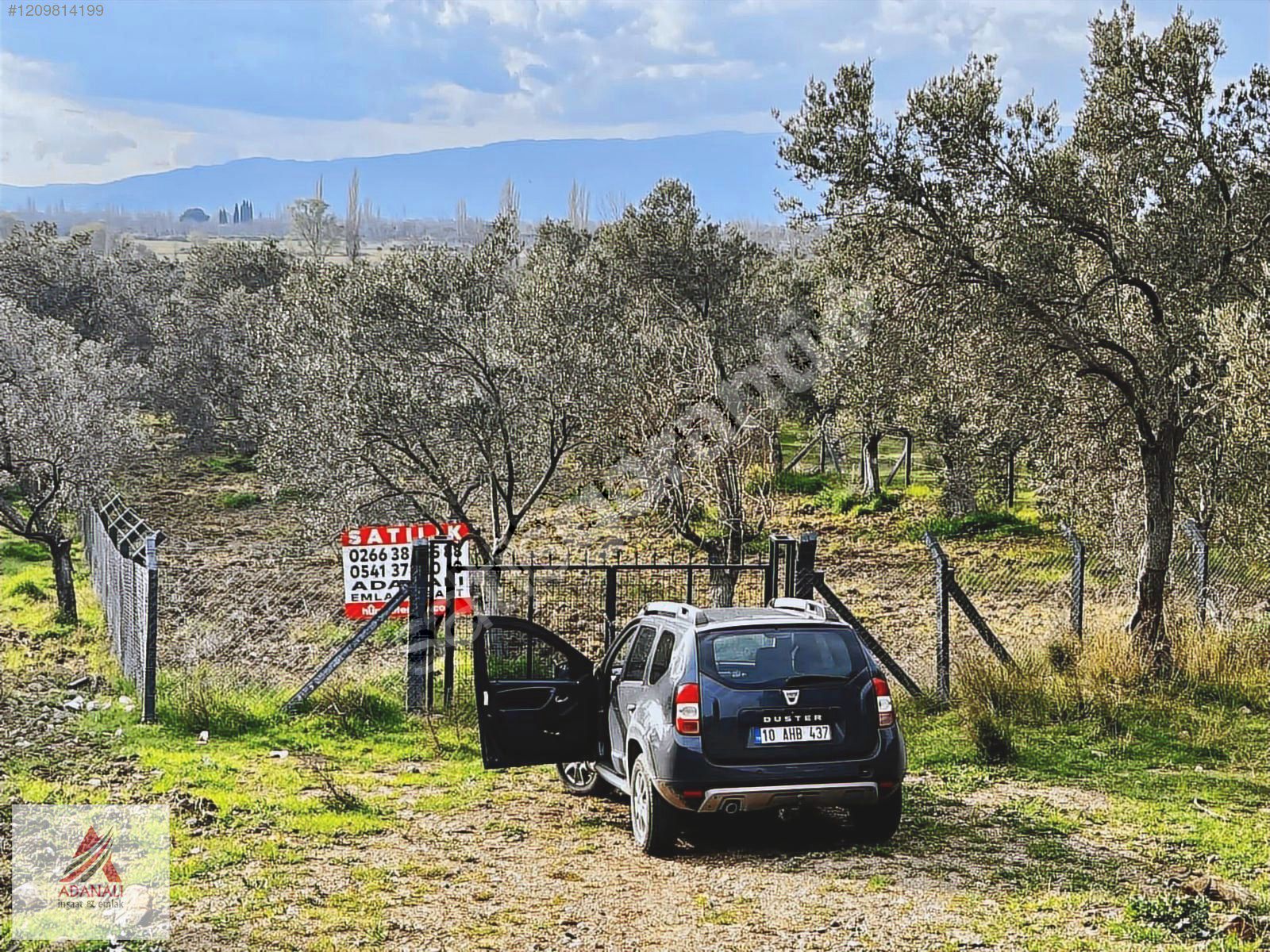 Asfalta Cephe İçersinde SU Olan KELEPİR Zeytinlik Etrafı TELLİ !