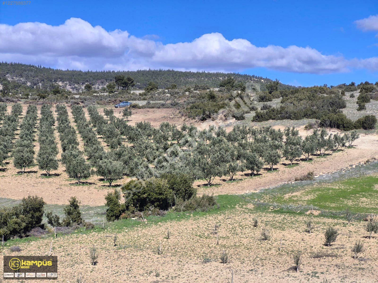 KAMPÜS GAYRİMENKUL'DEN BULDAN YENİCEKENTTE 8242 M'2 ZEYTİNLİK