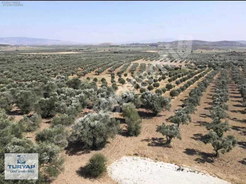 Foça Mareşal Fevzi Çakmak Mahalles'inde Satılık Zeytinlik