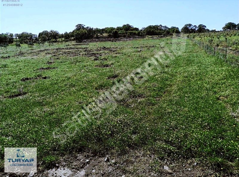 Bergama Koyuneli Mahalles'inde Satılık Zeytinlik