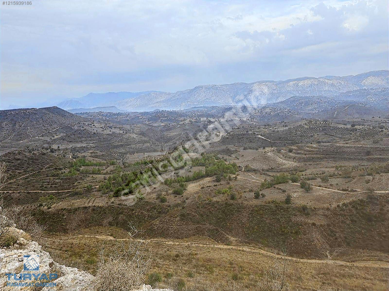 Manavgat Hacıisalı zeytinlik.