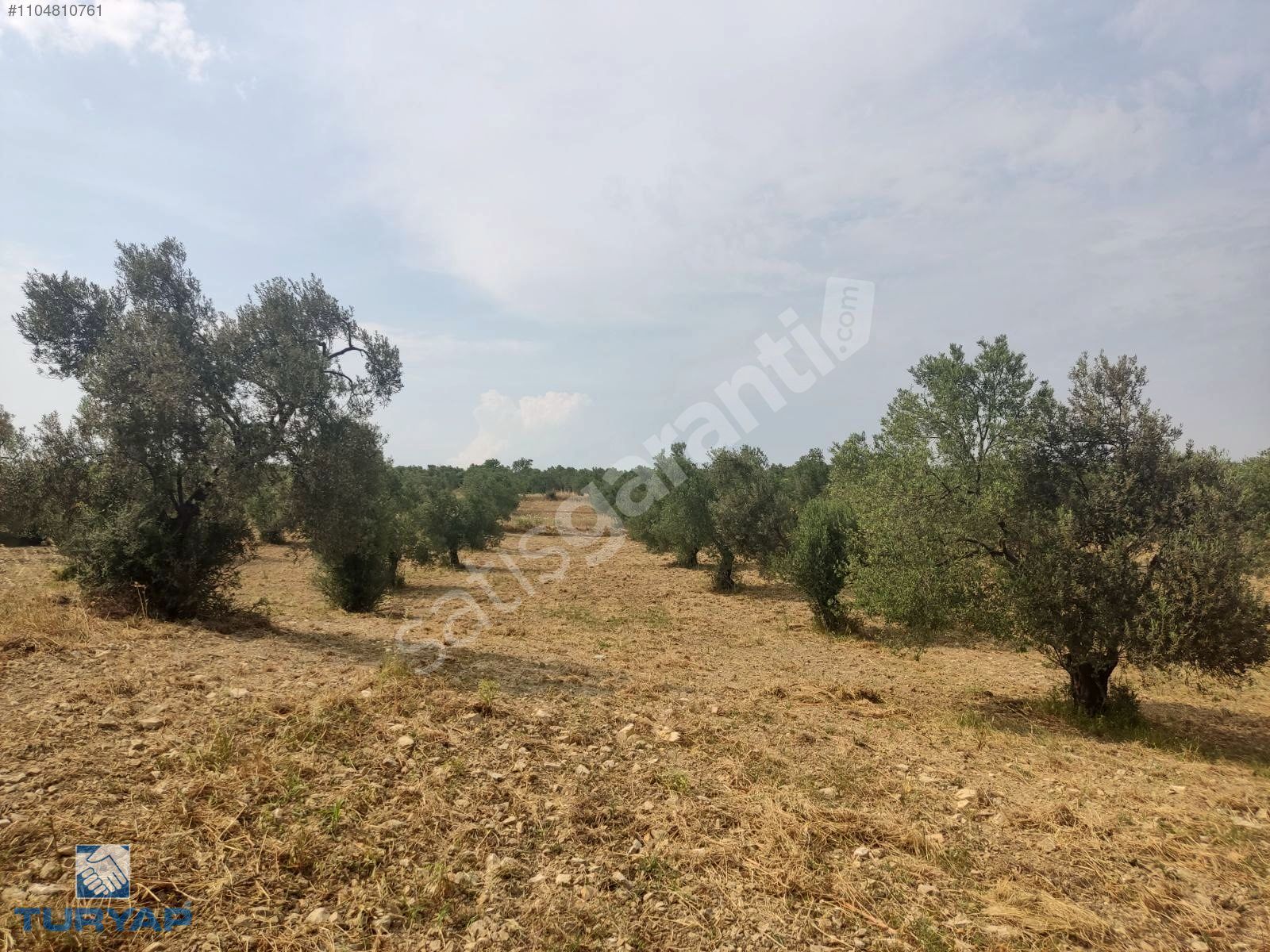 TURYAP'TAN 10 DÖNÜM TAYLIELİ'NDE ZEYTİNLİK