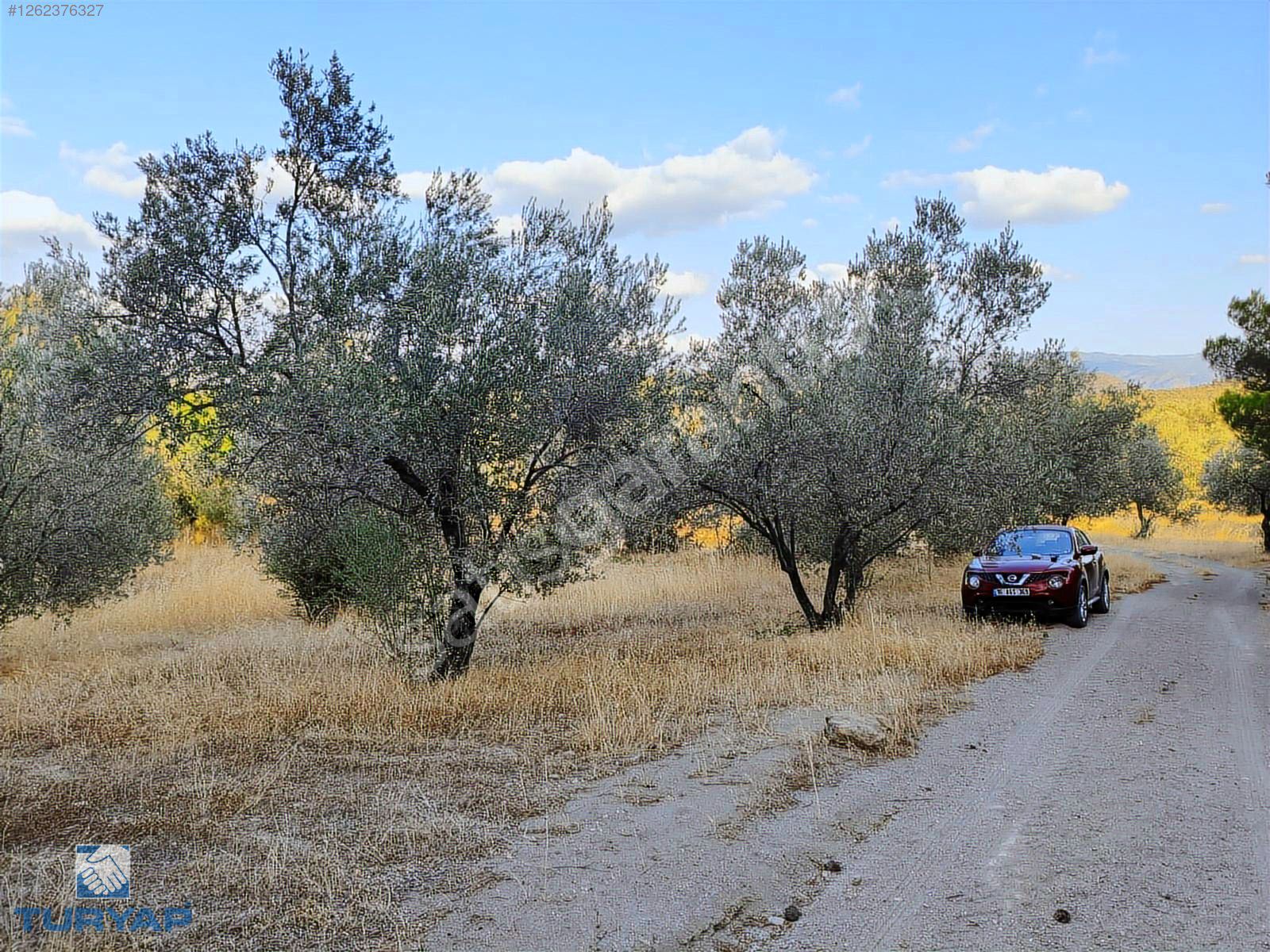 TURYAP'TAN MERKEZE YAKIN 90 AĞAÇ 5085 m2 ZEYTİNLİK