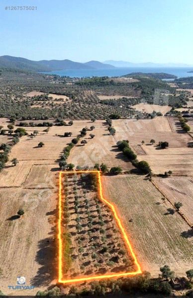 MİLAS KAZIKLI'DA DENİZE 2 KM İMAR İÇERİSİNDE 4.527 m² TARLA