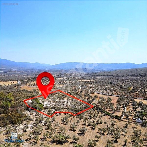 MUĞLA MİLAS BOZBÜK'TE YERLEŞİM YERINE COK YAKIN 7.253 M2 TARLA