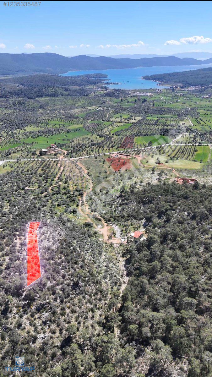 MUĞLA MİLAS KAZIKLI'DA FULL DENİZ MANZARALI 672 M2 ZEYTİNLİK
