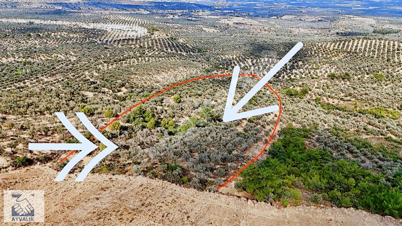 Turyap Ayvalık'tan Burhaniye'de satılık 13.000m2 zeytinlik