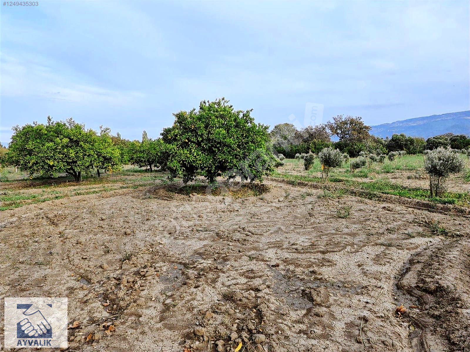 Turyap Ayvalık'tan Havran Tekke Mh.18.442m2 tarla