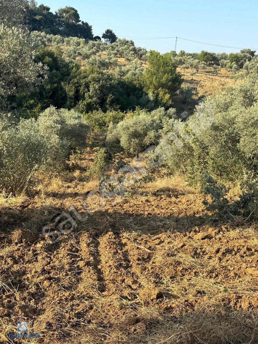 Torbalı Helvacı Mah.2745 m2 Satılık Zeytinli Tarla