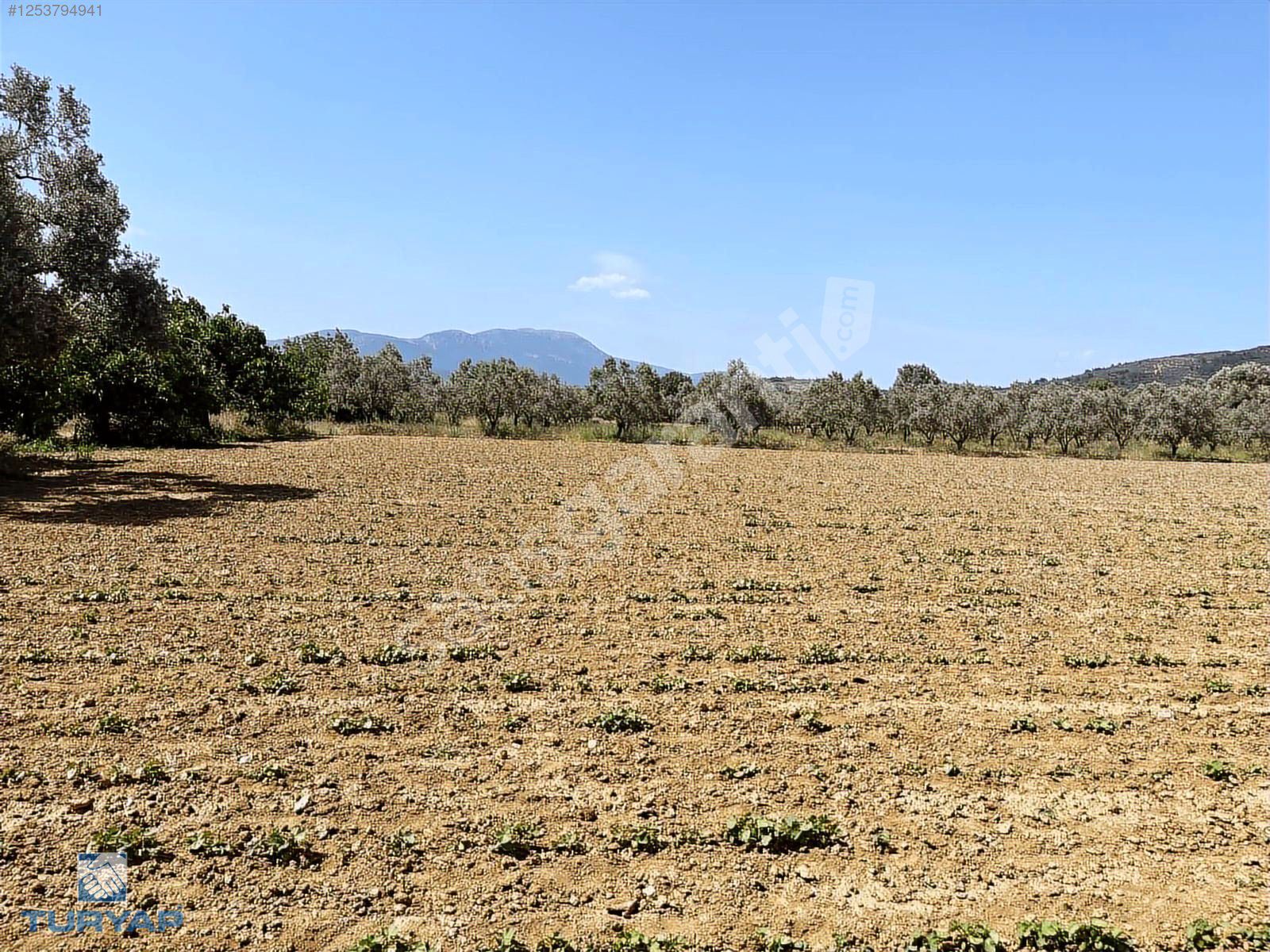 Torbalı Dirmil Mah 1732 m2 Tarla